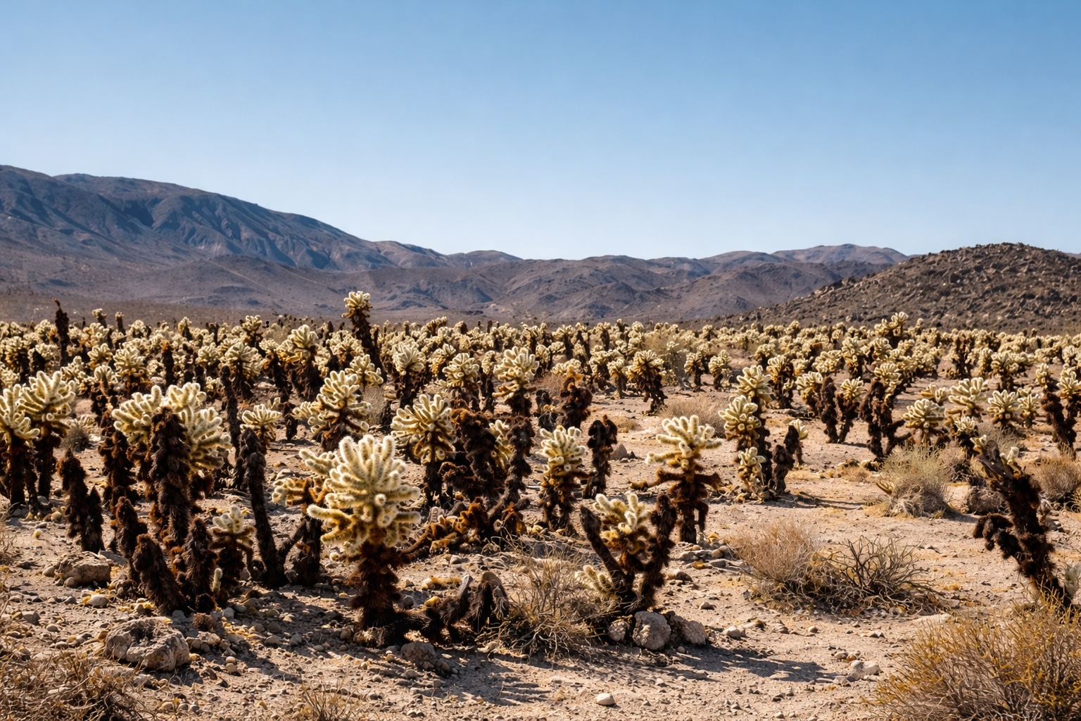 Desert cactus landscape